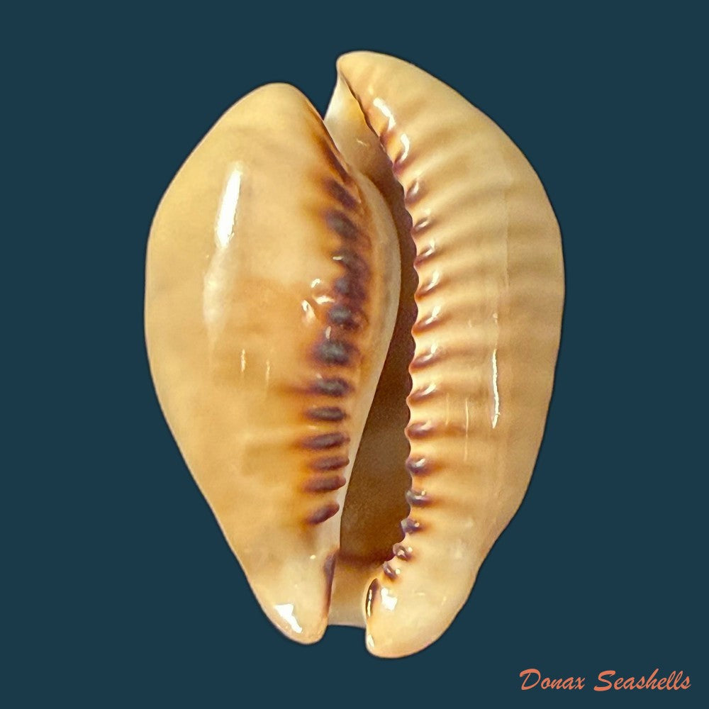 muracypraea-mus-linnaeus-1758-46mm-copia