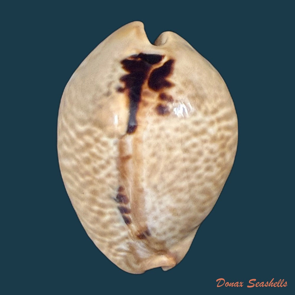 muracypraea-mus-linnaeus-1758-48-1mm-copia