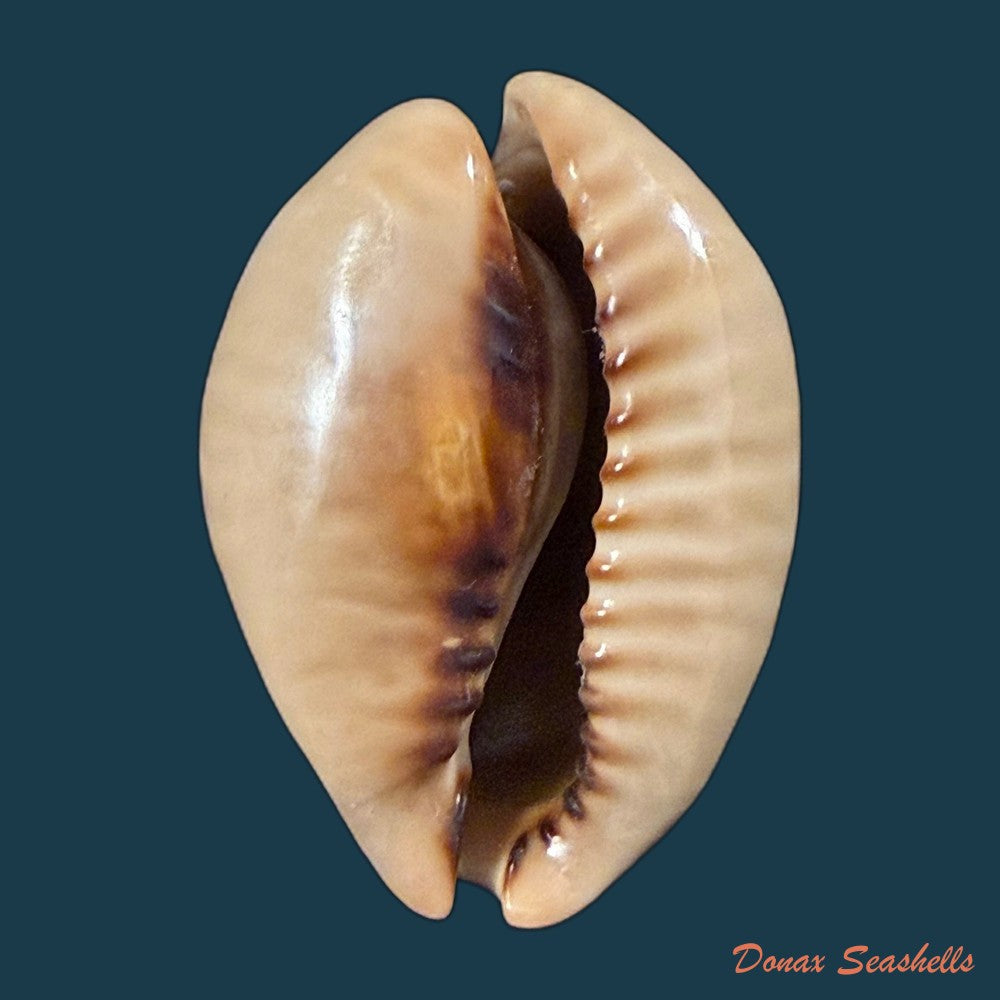 muracypraea-mus-linnaeus-1758-48-1mm-copia