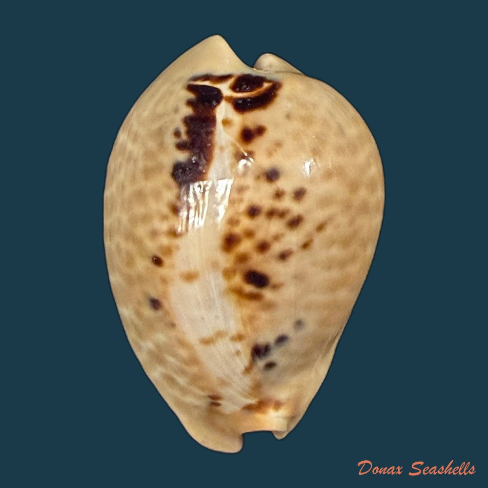 muracypraea-mus-linnaeus-1758-49-7mm-copia
