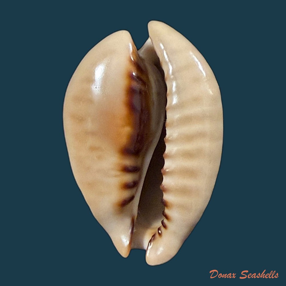 muracypraea-mus-linnaeus-1758-49-7mm-copia