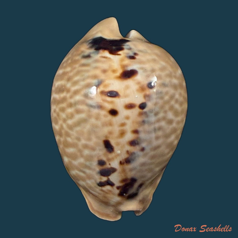 muracypraea-mus-linnaeus-1758-50mm-copia