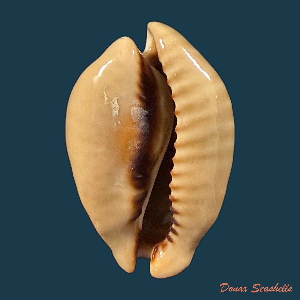 muracypraea-mus-linnaeus-1758-50mm-copia