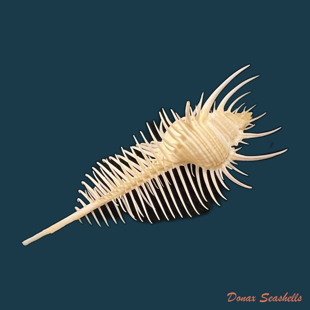 murex-djarianensis-poppei-houart-1979-86-8mm-copia