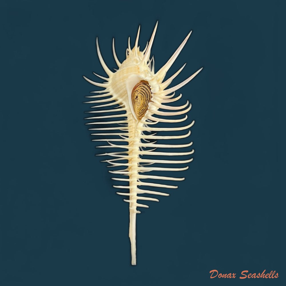 murex-djarianensis-poppei-houart-1979-86-8mm-copia
