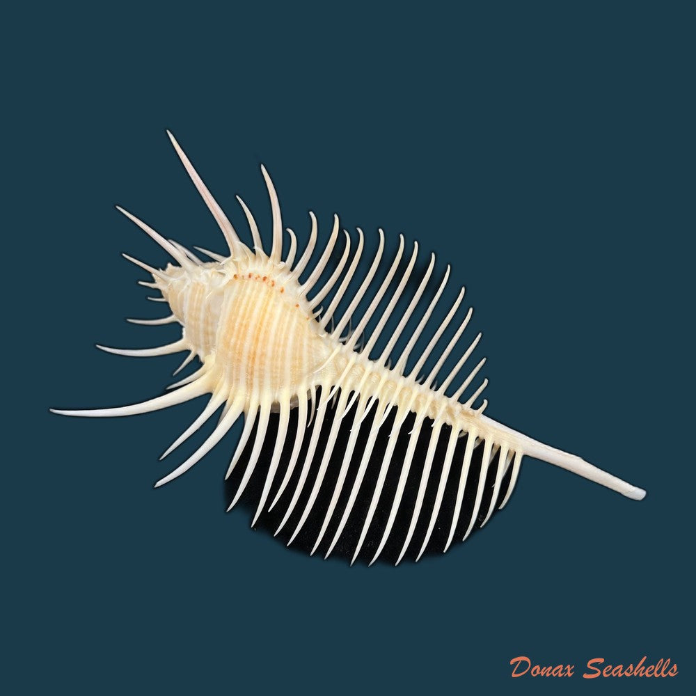 murex-pecten-lightfoot-1786-13mm-copia