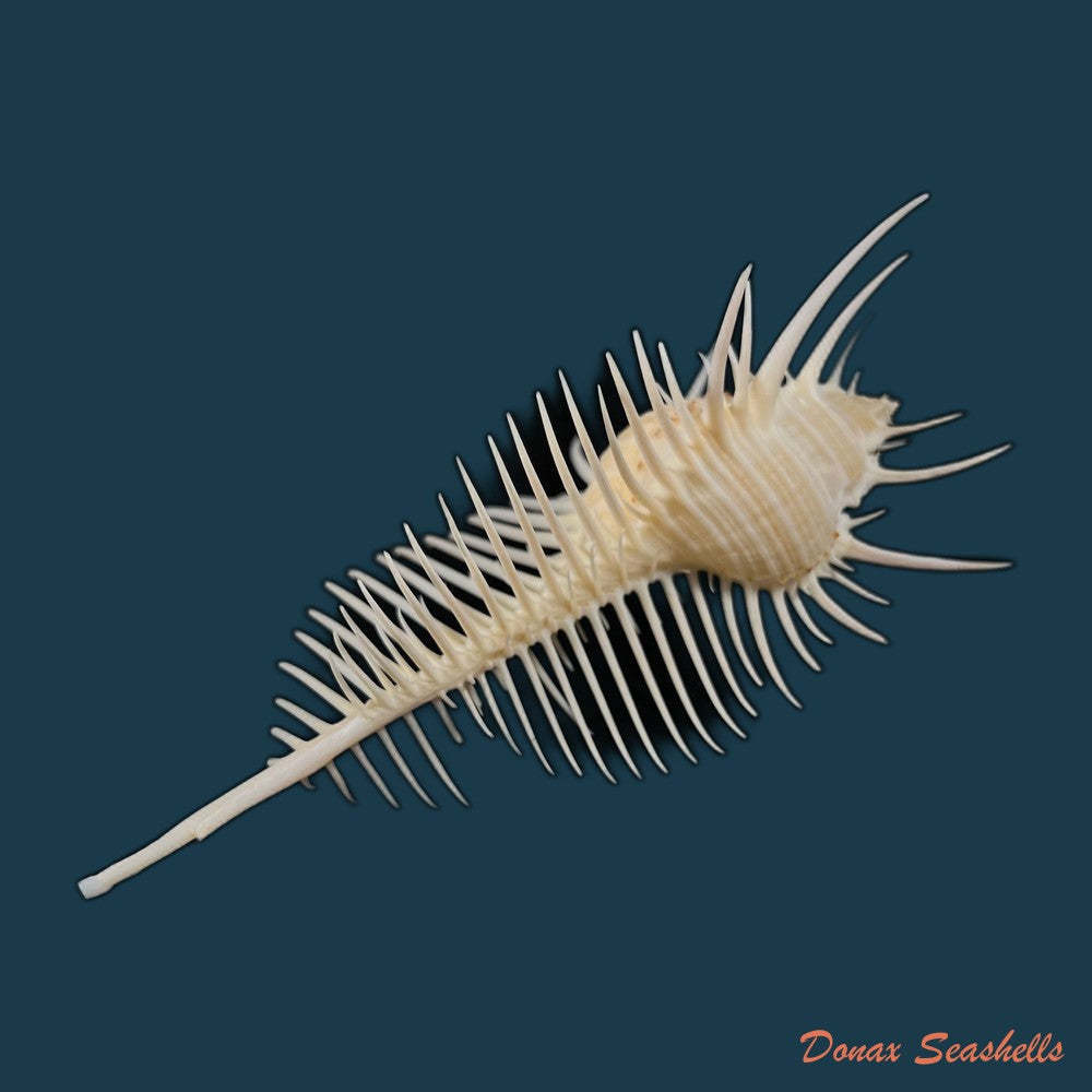 murex-pecten-lightfoot-1786-13mm-copia