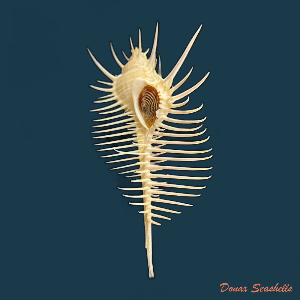 murex-pecten-lightfoot-1786-13mm-copia