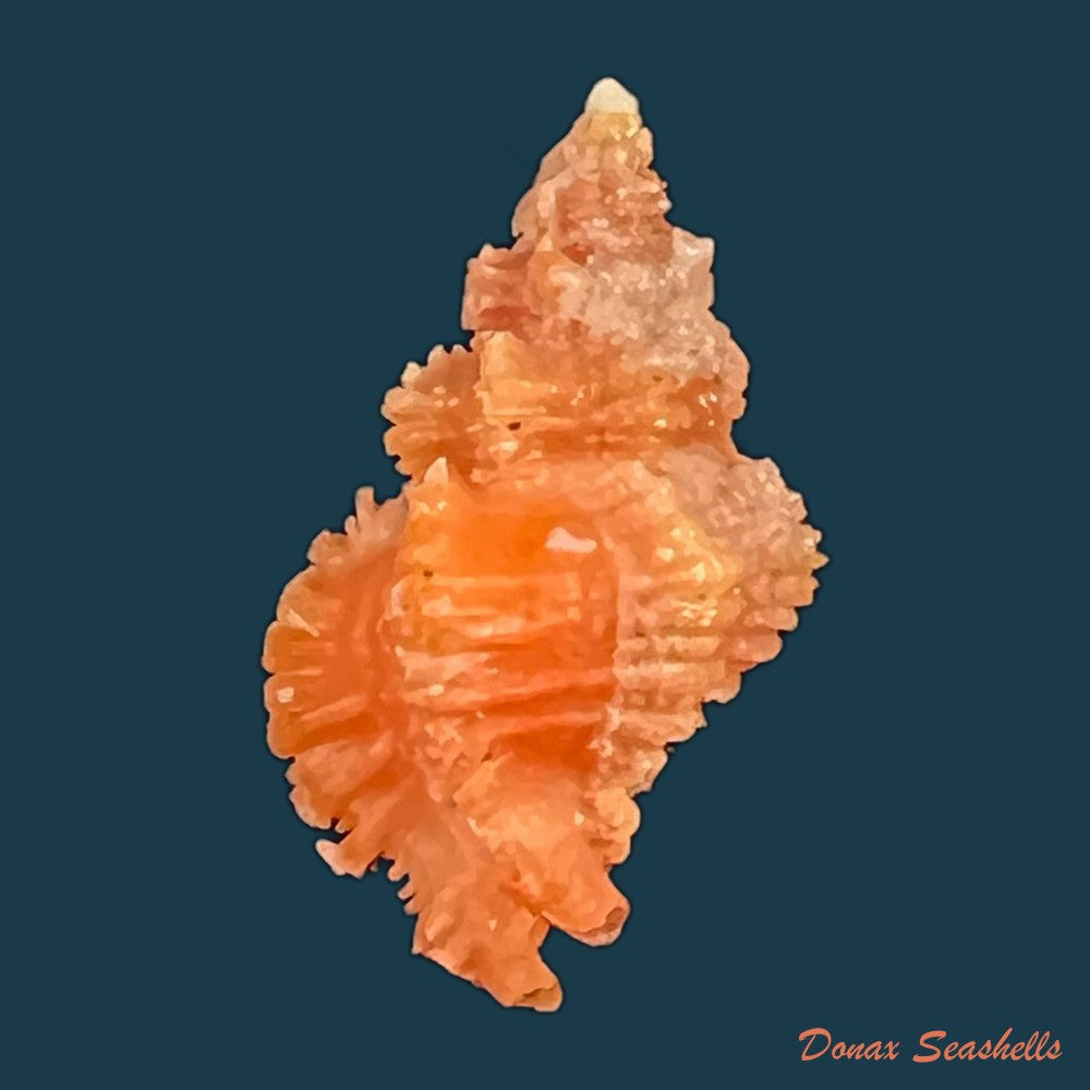 muricodrupa-fenestrata-blainville-1832-26-6mm-copia
