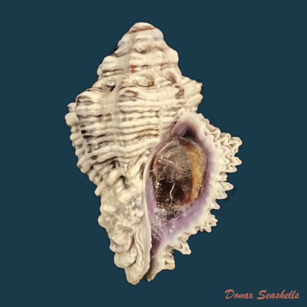 muricodrupa-fenestrata-blainville-1832-31-9mm-copia