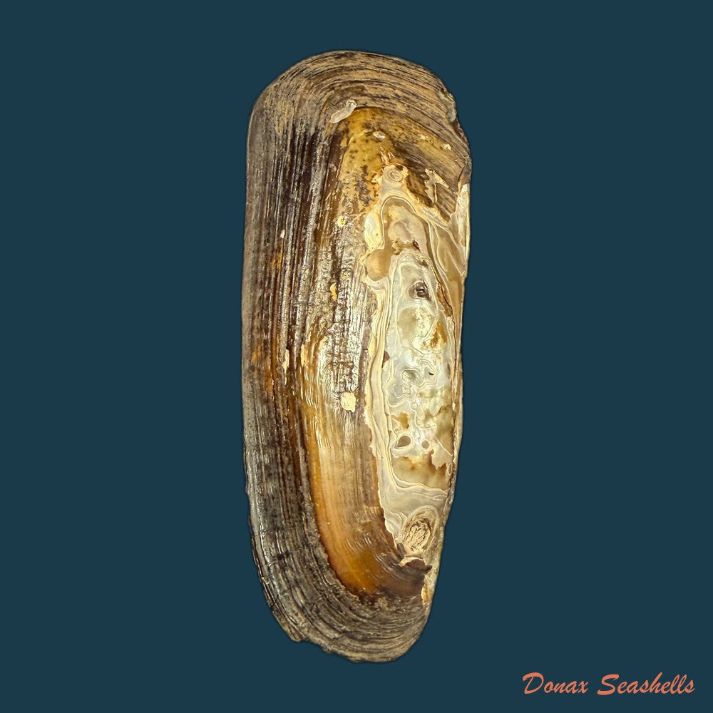 mycetopoda-legumen-e-von-martens-1888-83mm-copia