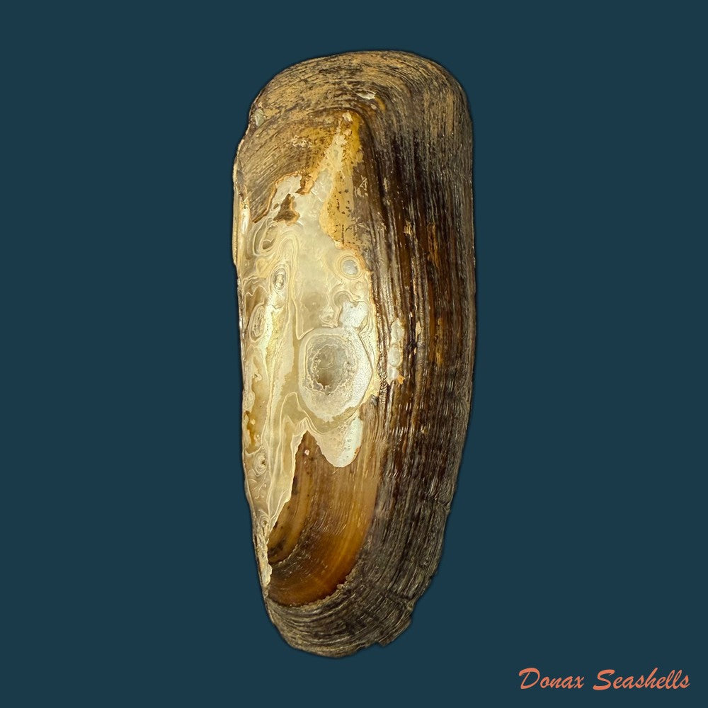 mycetopoda-legumen-e-von-martens-1888-83mm-copia