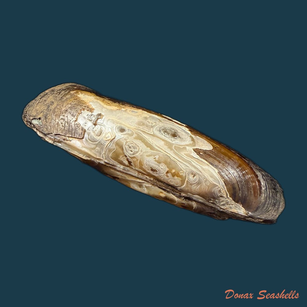 mycetopoda-legumen-e-von-martens-1888-83mm-copia