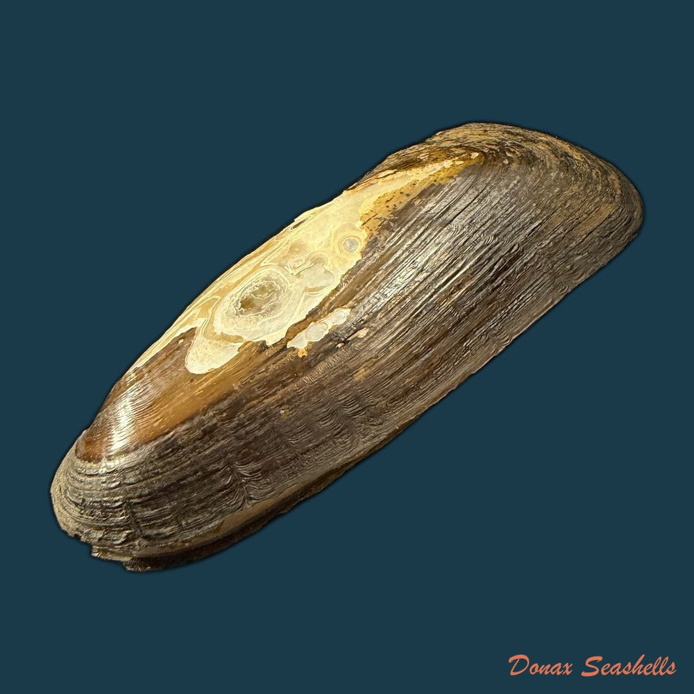 mycetopoda-legumen-e-von-martens-1888-83mm-copia