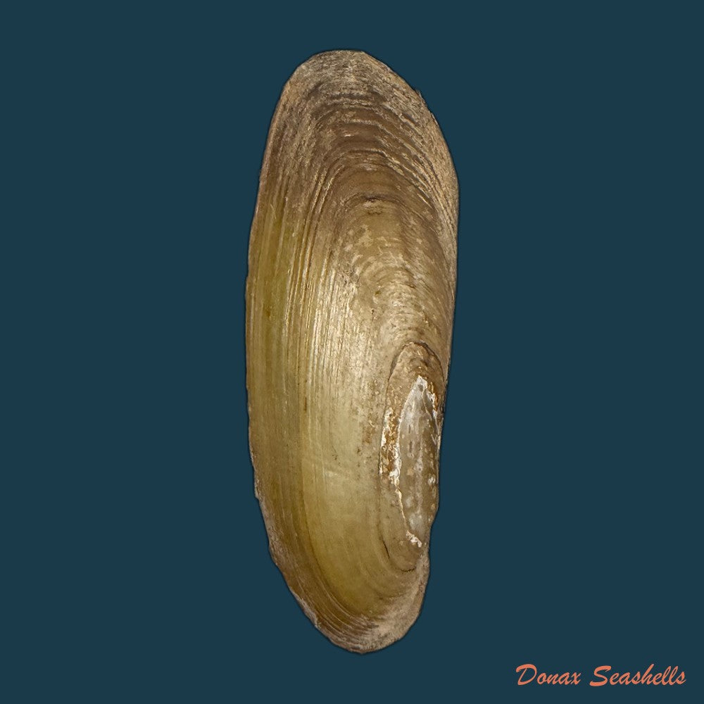mycetopoda-siliquosa-spix-1827-118-5mm-copia