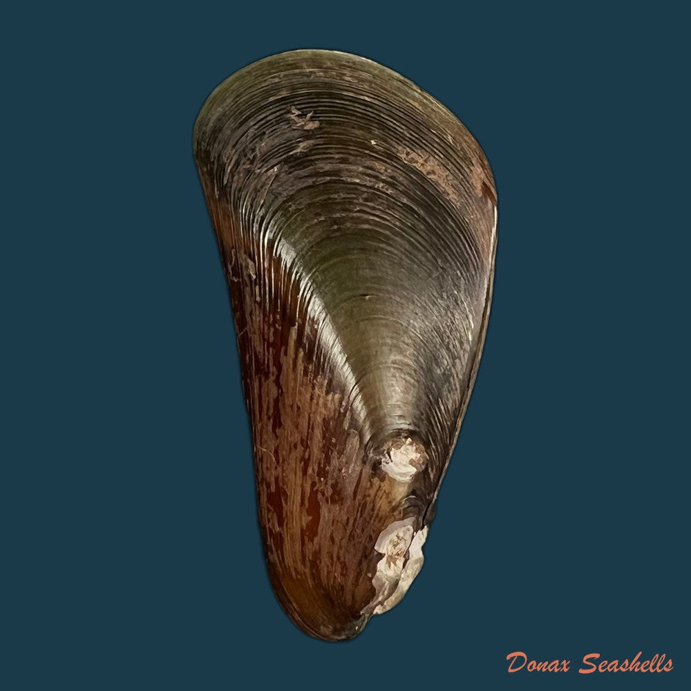 mytella-charruana-dorbigny-1842-52-2mm-copia