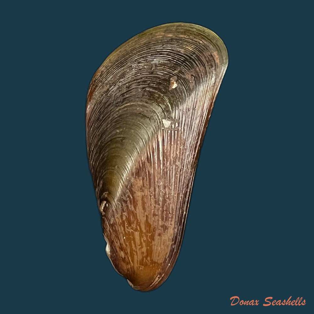 mytella-charruana-dorbigny-1842-52-2mm-copia