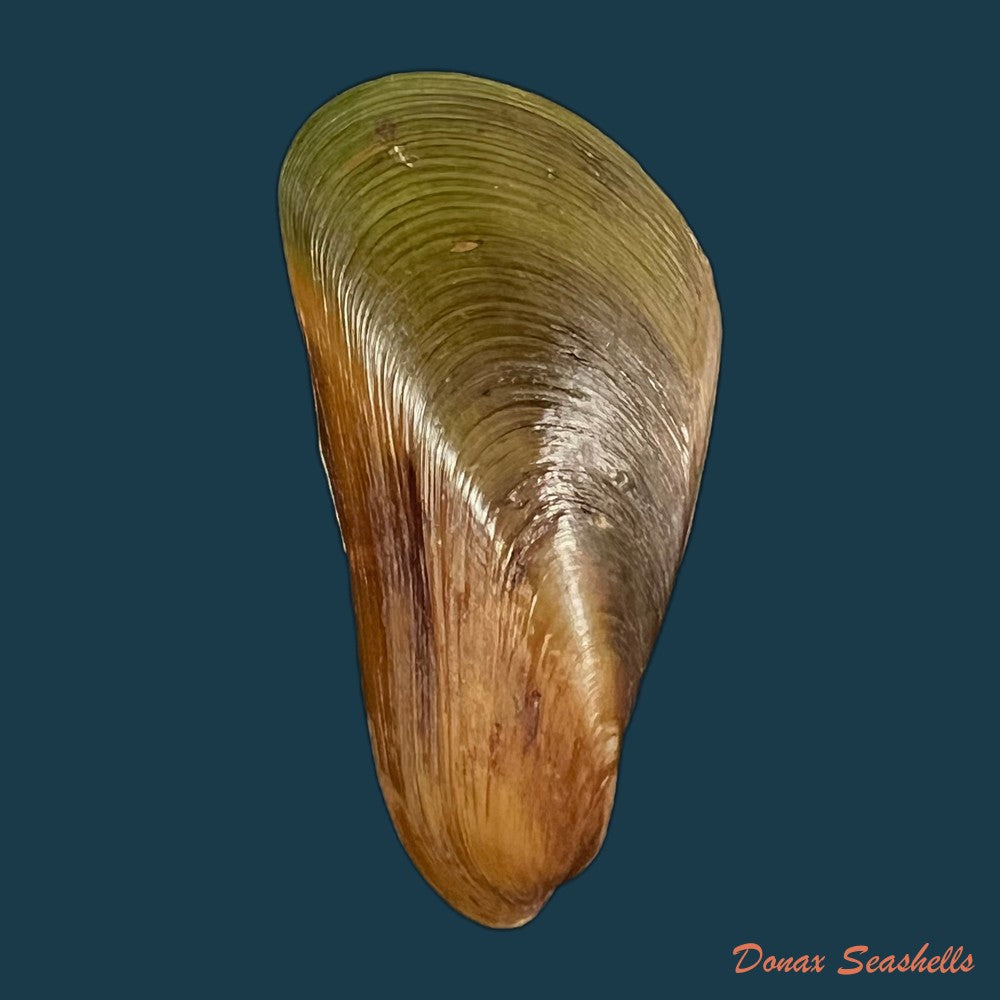 mytella-charruana-dorbigny-1842-56-1mm-copia
