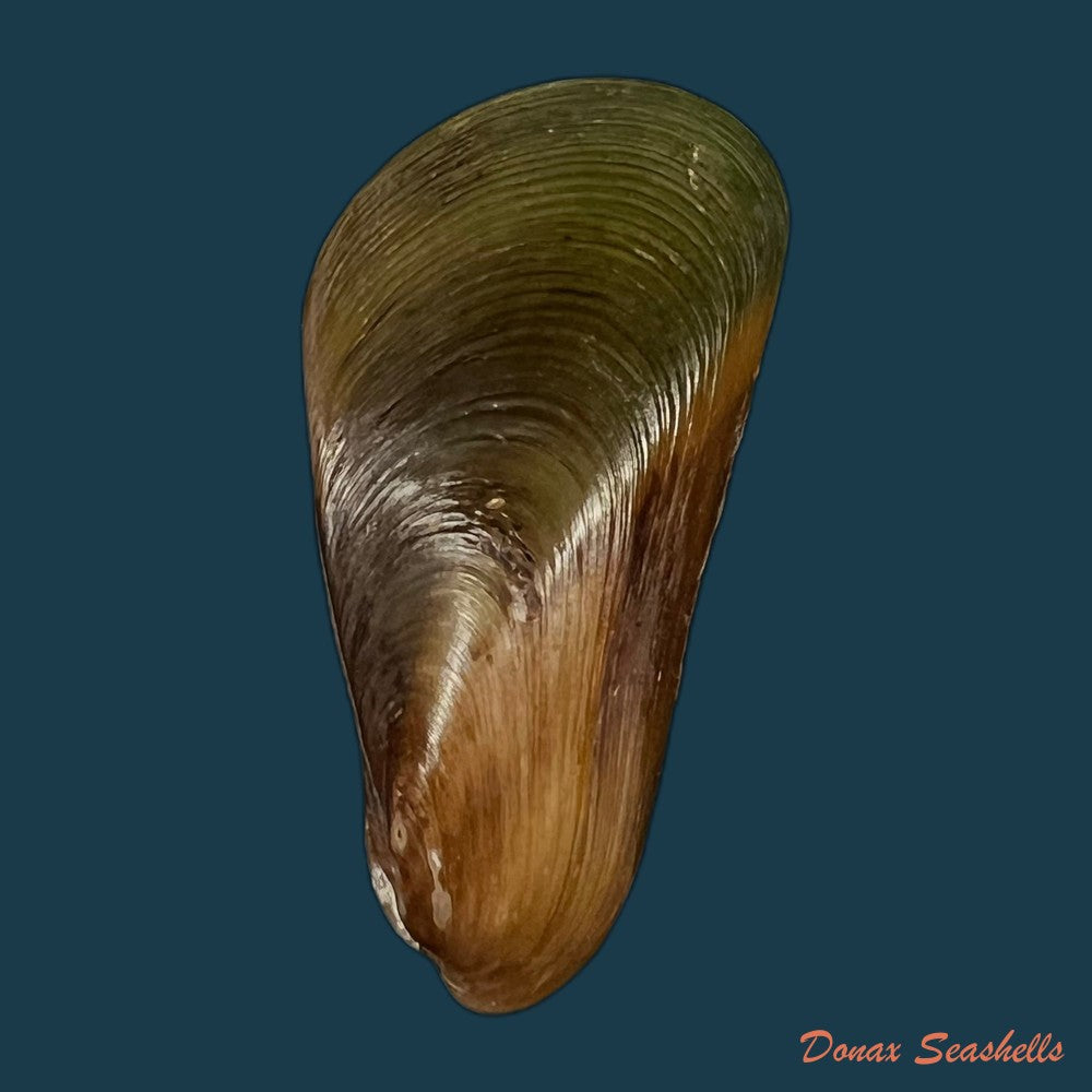 mytella-charruana-dorbigny-1842-56-1mm-copia