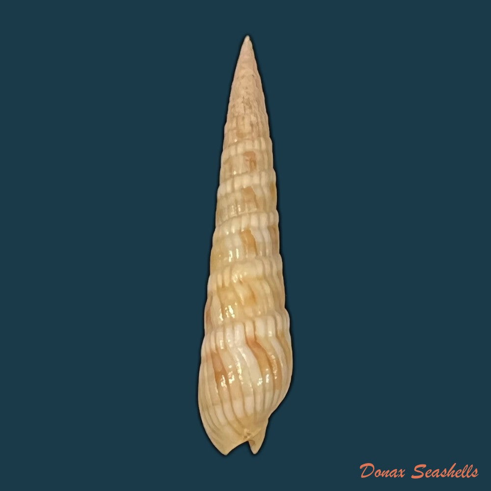 myurella-affinis-j-e-gray-1834-35-5mm-copia