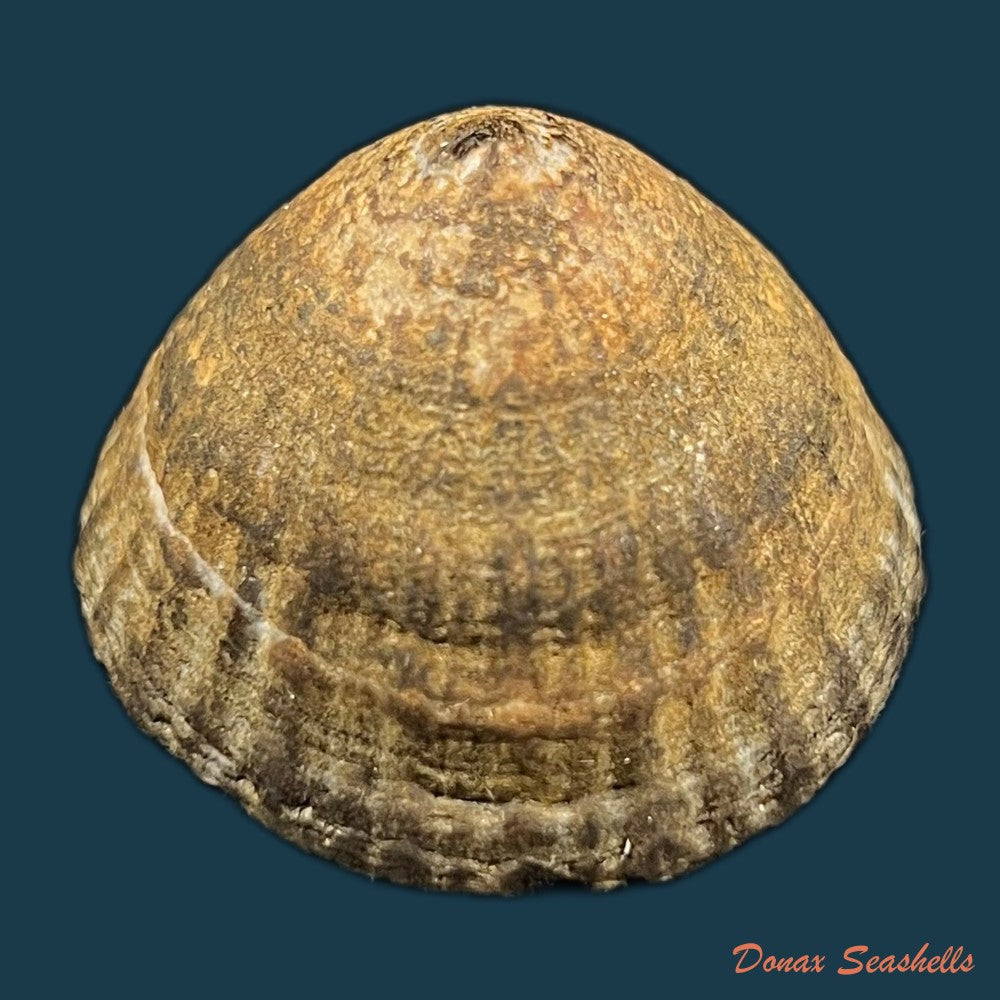nacella-magellanica-gmelin-1791-47-5mm-copia