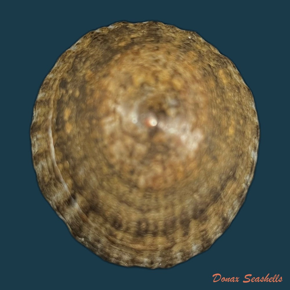 nacella-magellanica-gmelin-1791-47-5mm-copia