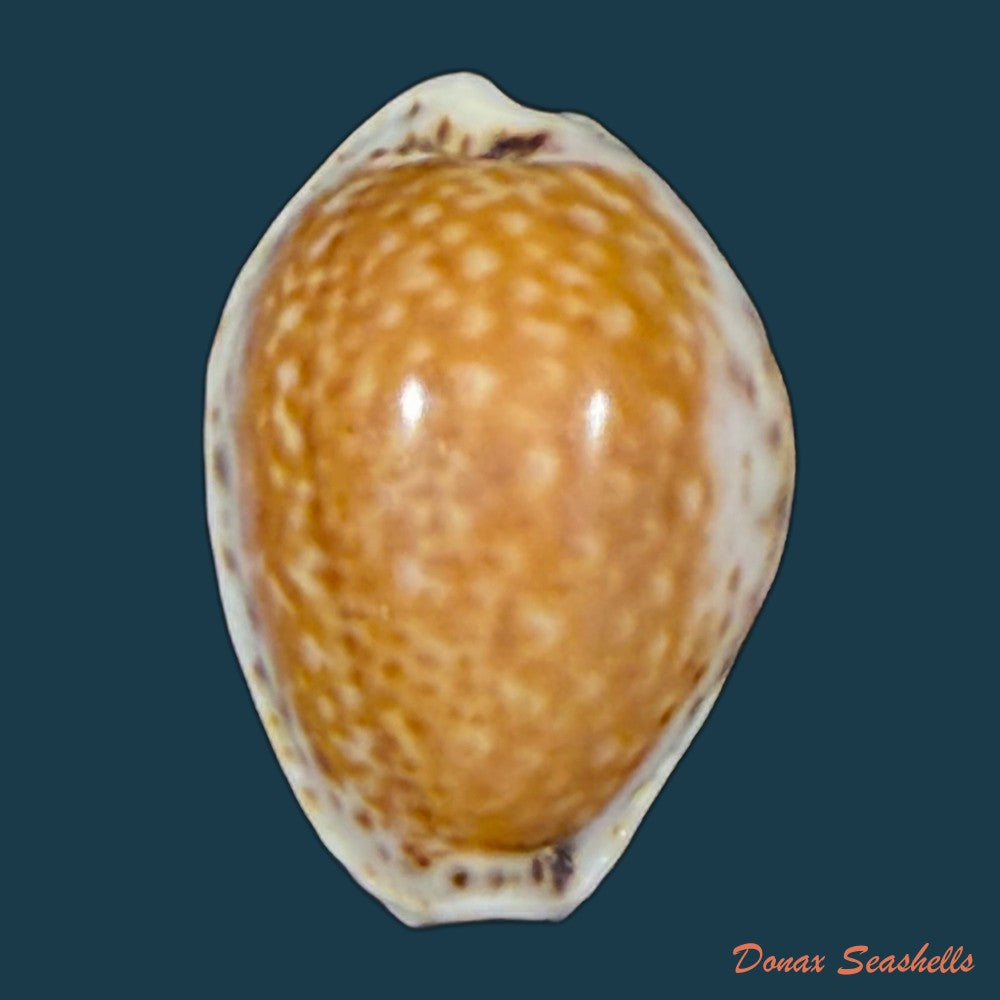 naria-acicularis-marcuscoltroi-petuch-r-f-myers-2015-19-7mm-copia