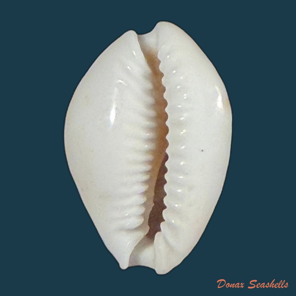 naria-acicularis-marcuscoltroi-petuch-r-f-myers-2015-19-7mm-copia