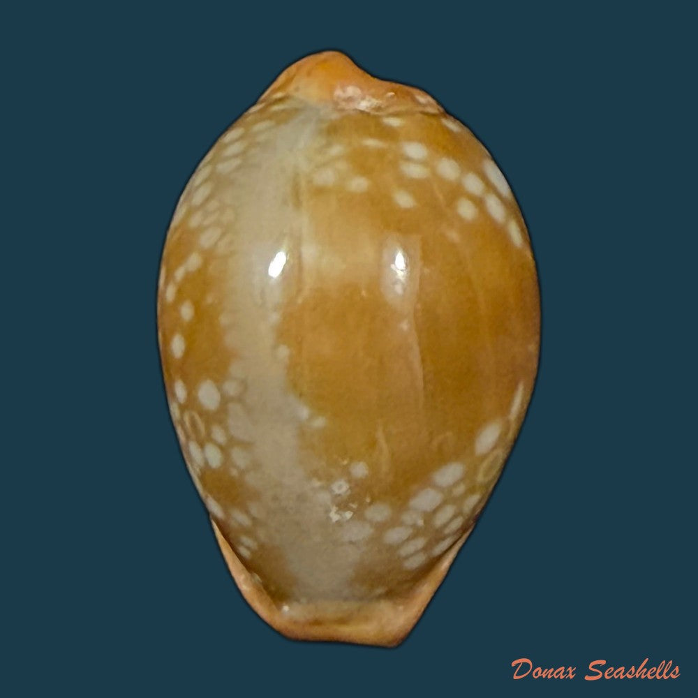 naria-citrina-dauphinensis-lorenz-2002-18-3mm-copia-1