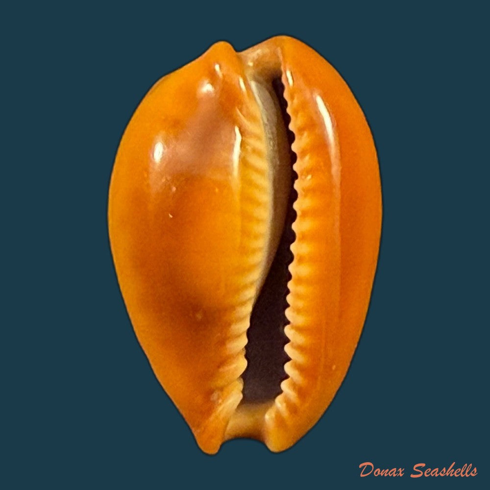 naria-citrina-dauphinensis-lorenz-2002-18-3mm-copia