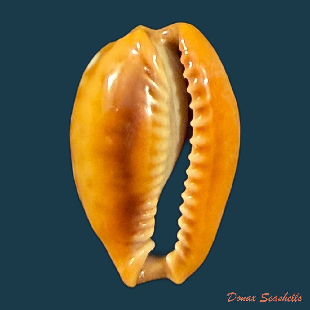 naria-citrina-dauphinensis-lorenz-2002-19-8mm-copia