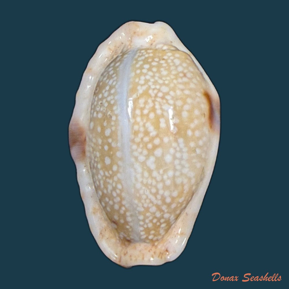 naria-erosa-linnaeus-1758-31mm-copia