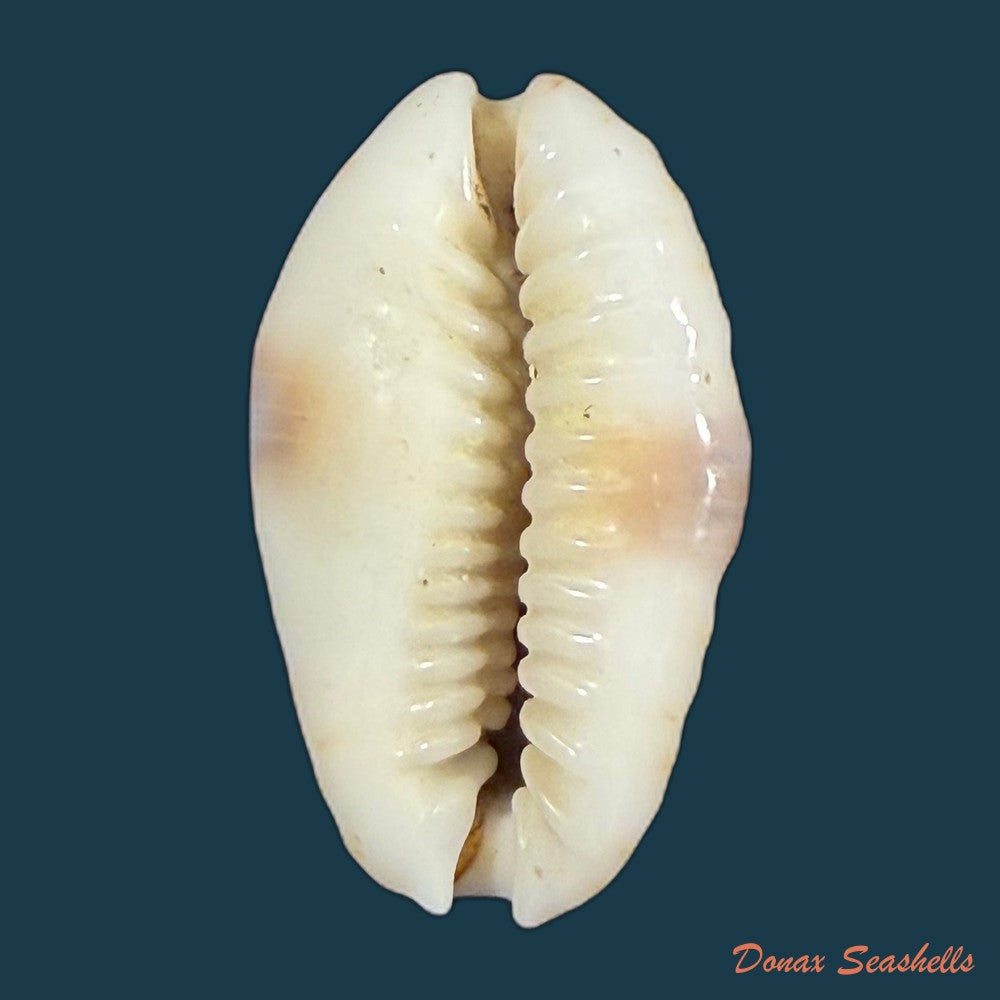 naria-erosa-linnaeus-1758-31mm-copia
