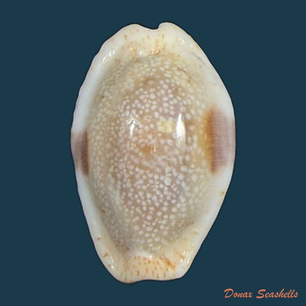 naria-erosa-linnaeus-1758-32-6mm-copia