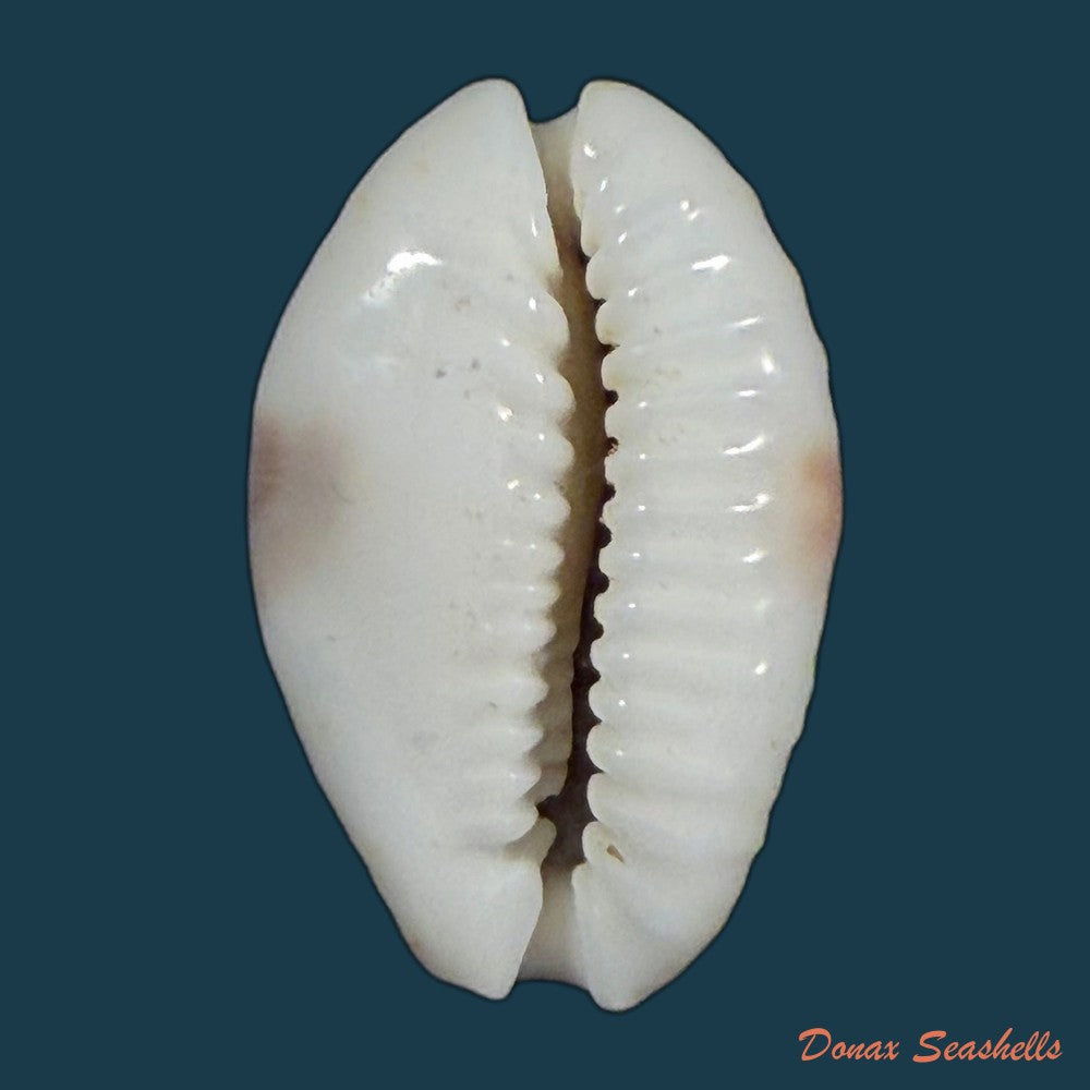 naria-erosa-linnaeus-1758-32-6mm-copia