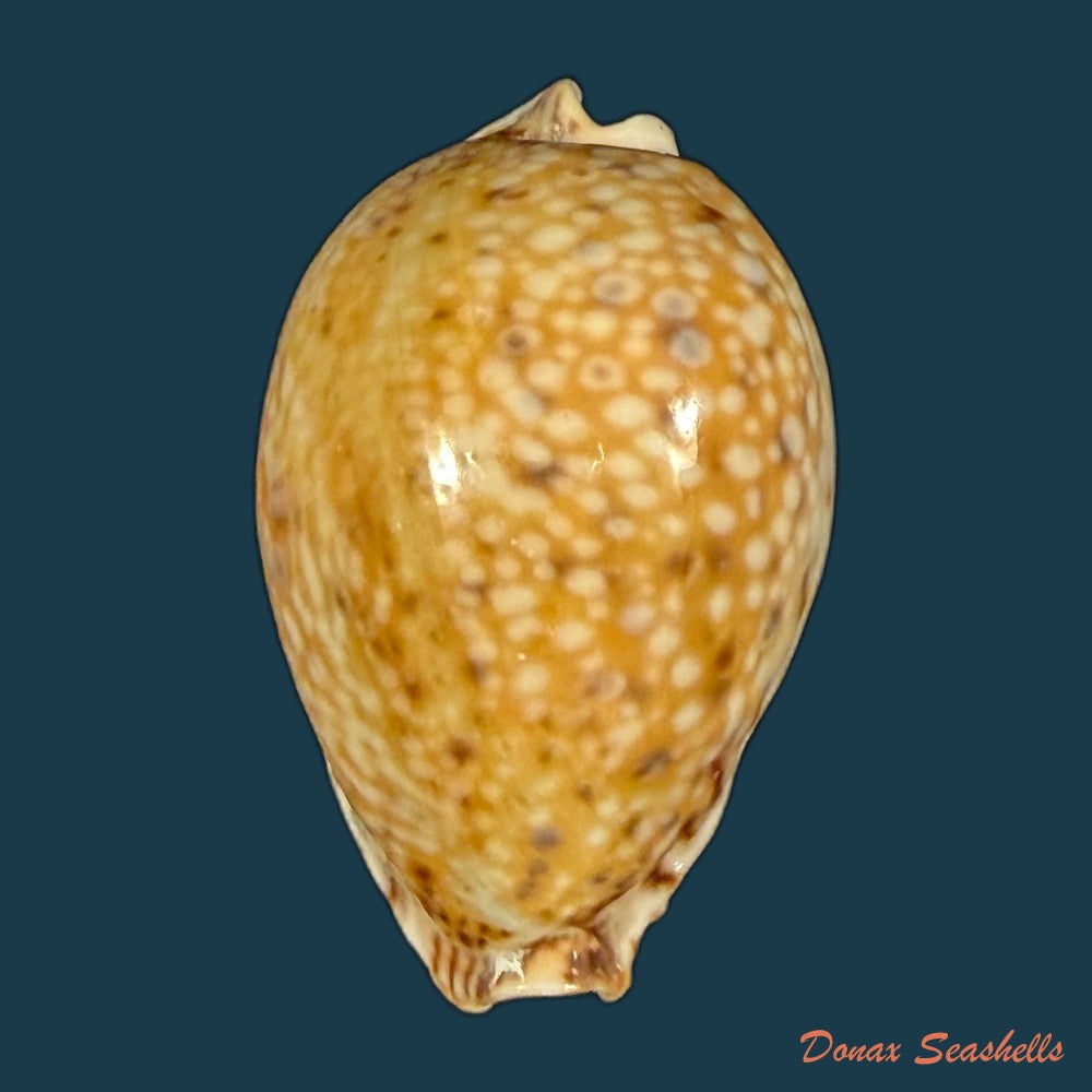 naria-lamarckii-j-e-gray-1825-32-4mm-copia-1