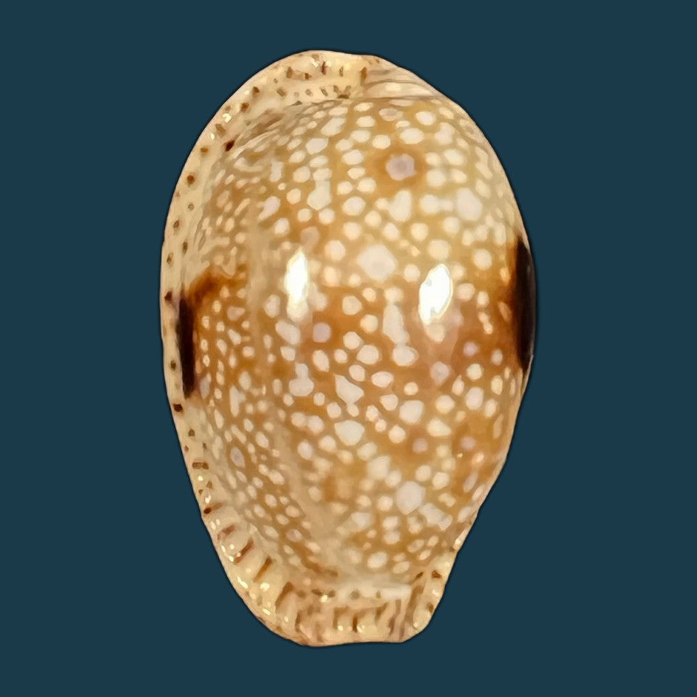 naria-lamarckii-j-e-gray-1825-32-4mm-copia