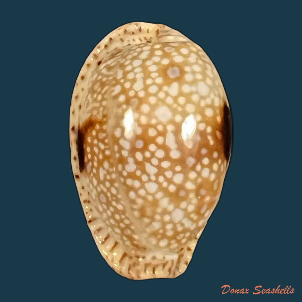naria-lamarckii-j-e-gray-1825-32-4mm-copia