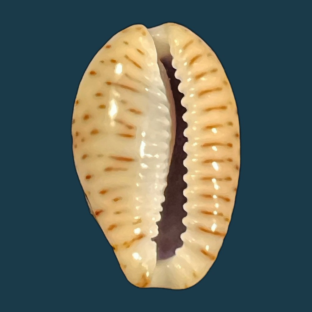 naria-lamarckii-j-e-gray-1825-32-4mm-copia