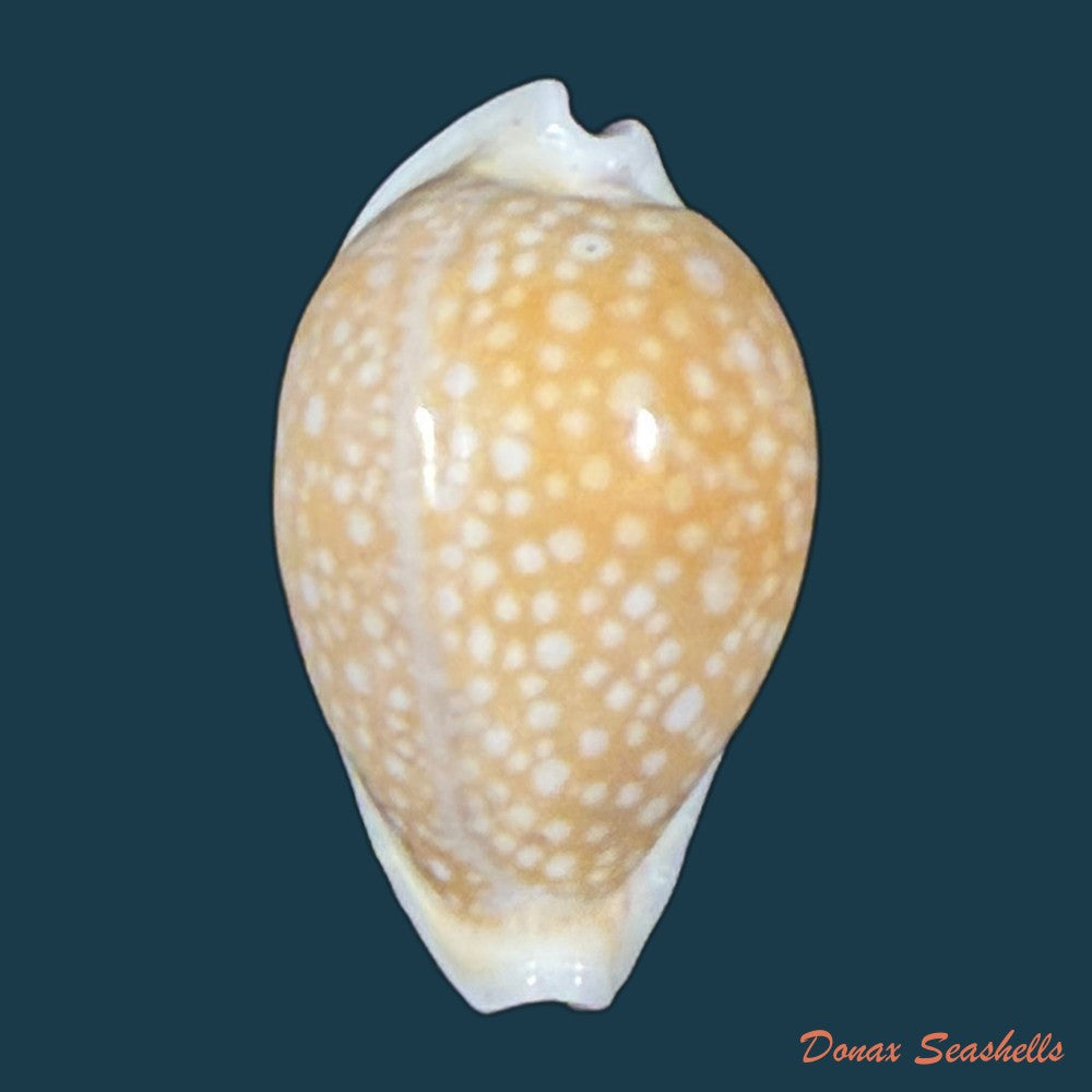 naria-miliaris-gmelin-1791-20mm-copia