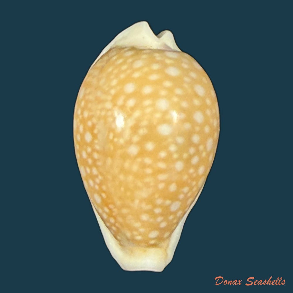 naria-miliaris-gmelin-1791-22-8mm-copia