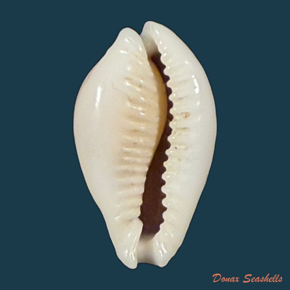 naria-miliaris-gmelin-1791-22-8mm-copia