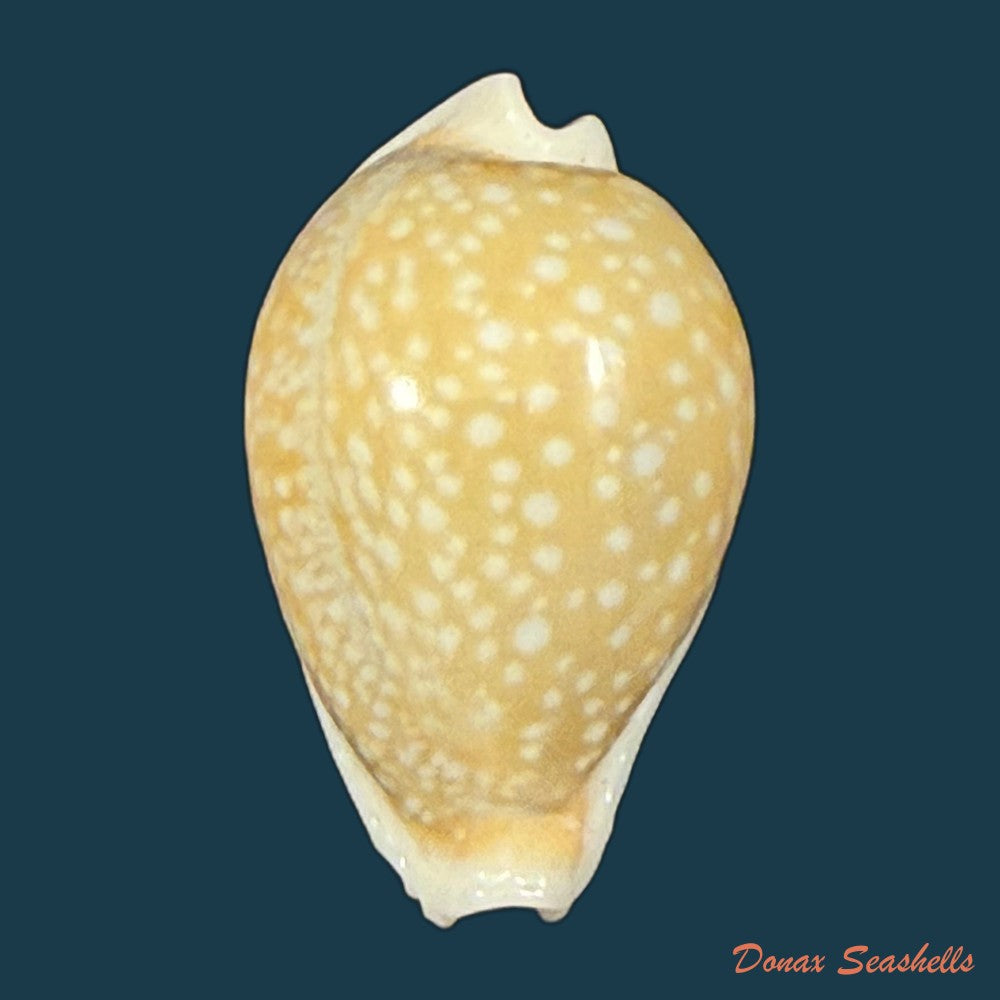 naria-miliaris-gmelin-1791-24-6mm-copia