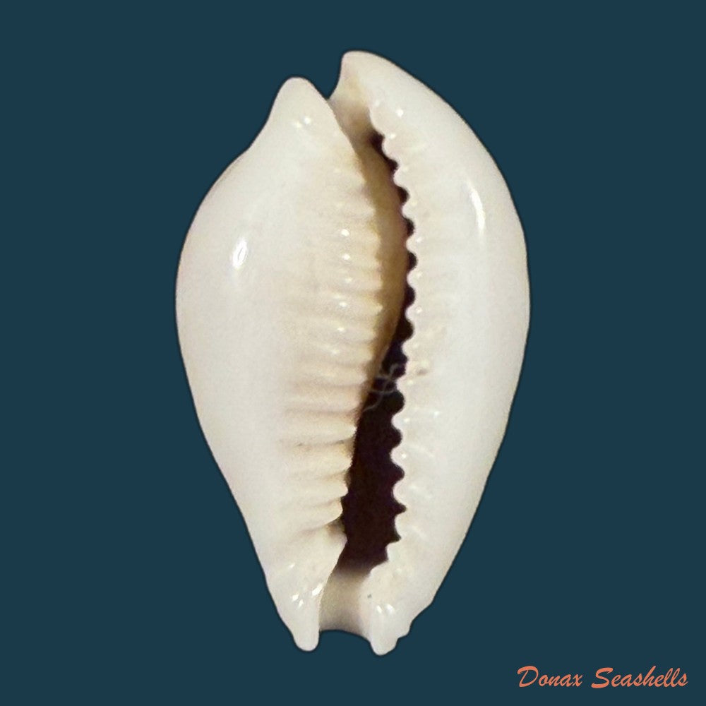 naria-miliaris-gmelin-1791-24-6mm-copia