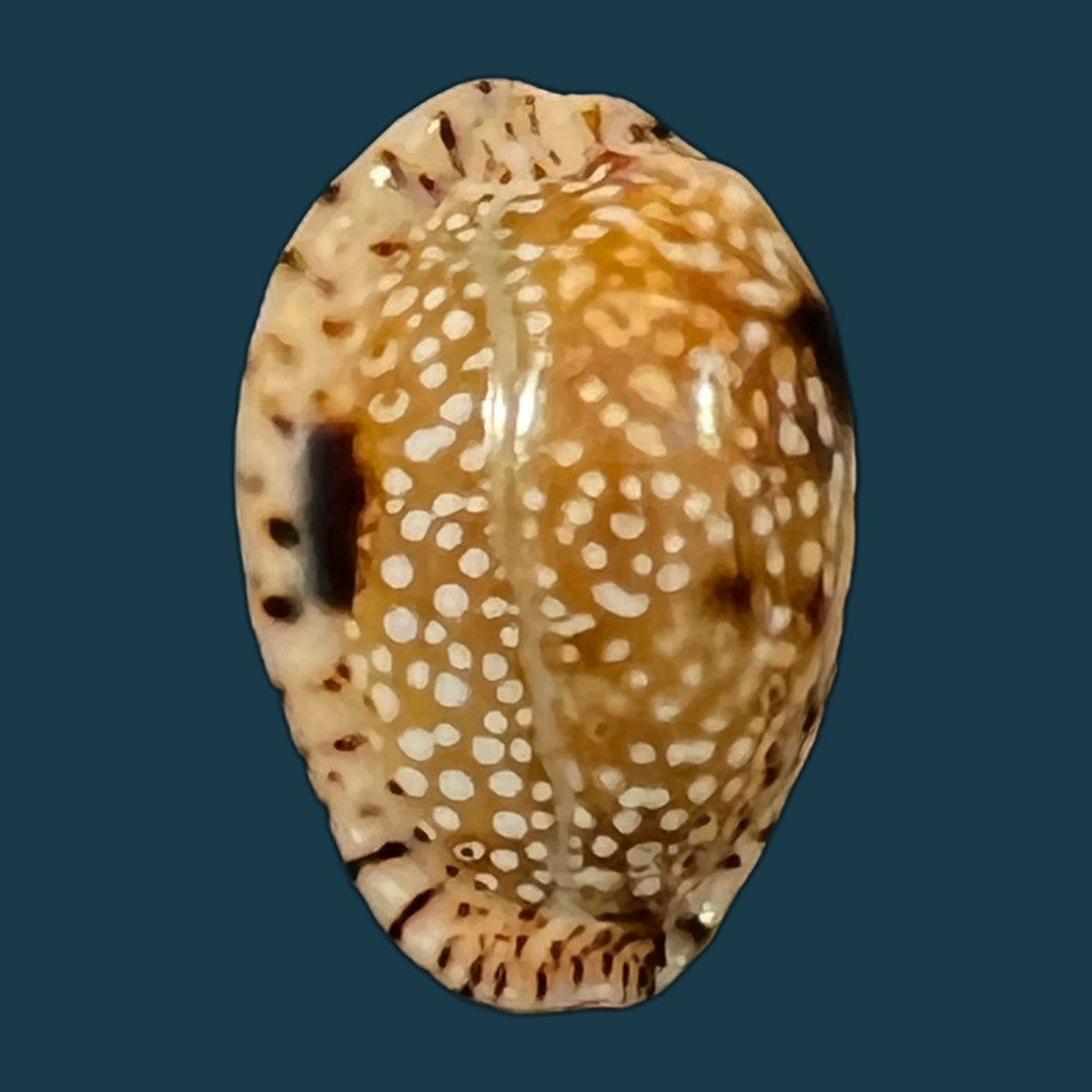 naria-nebrites-melvill-1888-17-3mm-copia