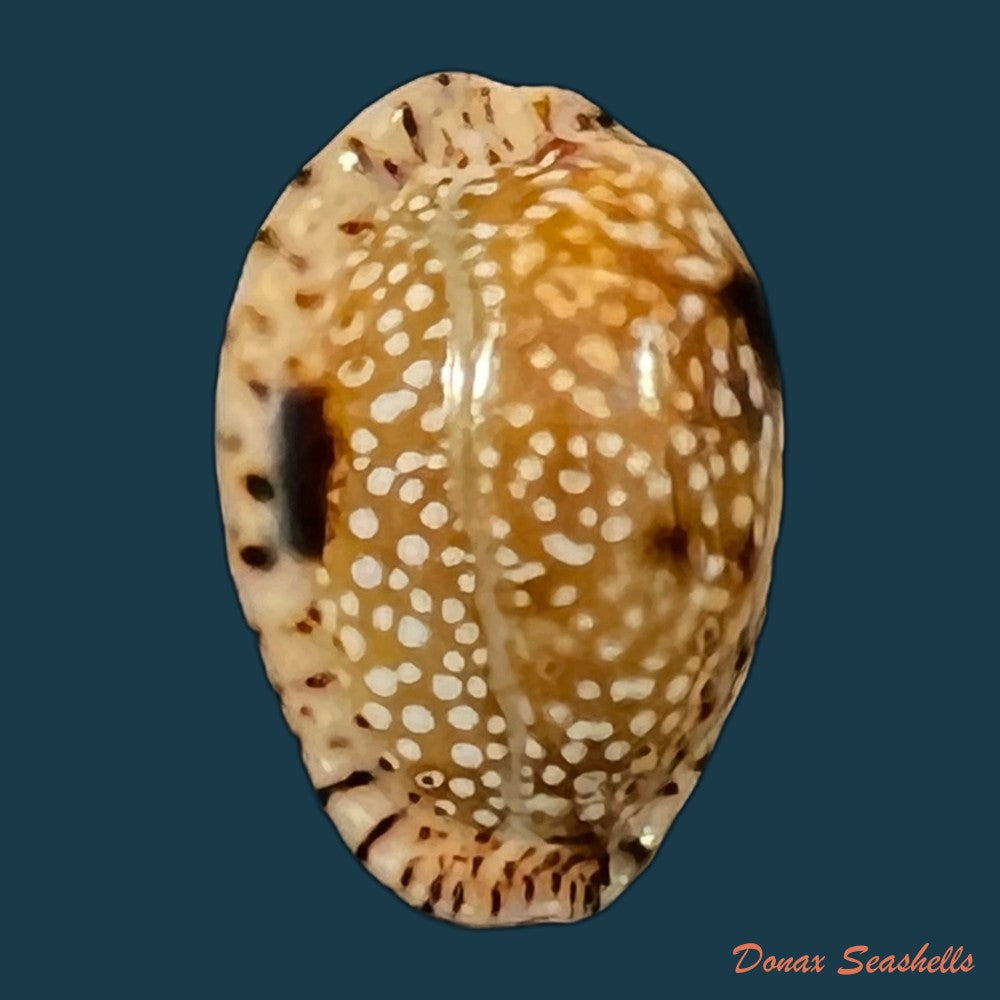 naria-nebrites-melvill-1888-17-3mm-copia
