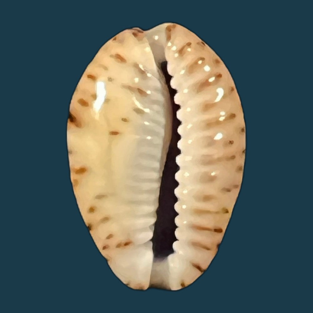 naria-nebrites-melvill-1888-17-3mm-copia