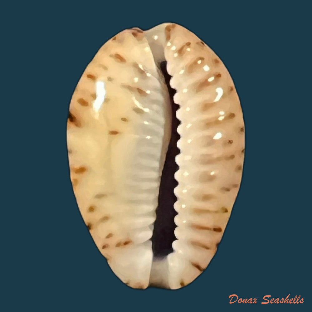 naria-nebrites-melvill-1888-17-3mm-copia
