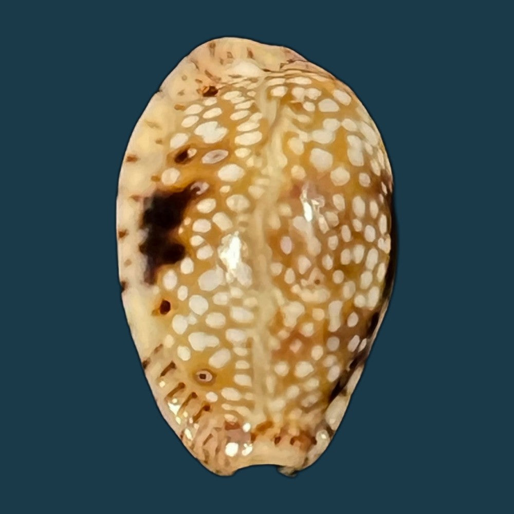 naria-nebrites-melvill-1888-18-7mm-copia