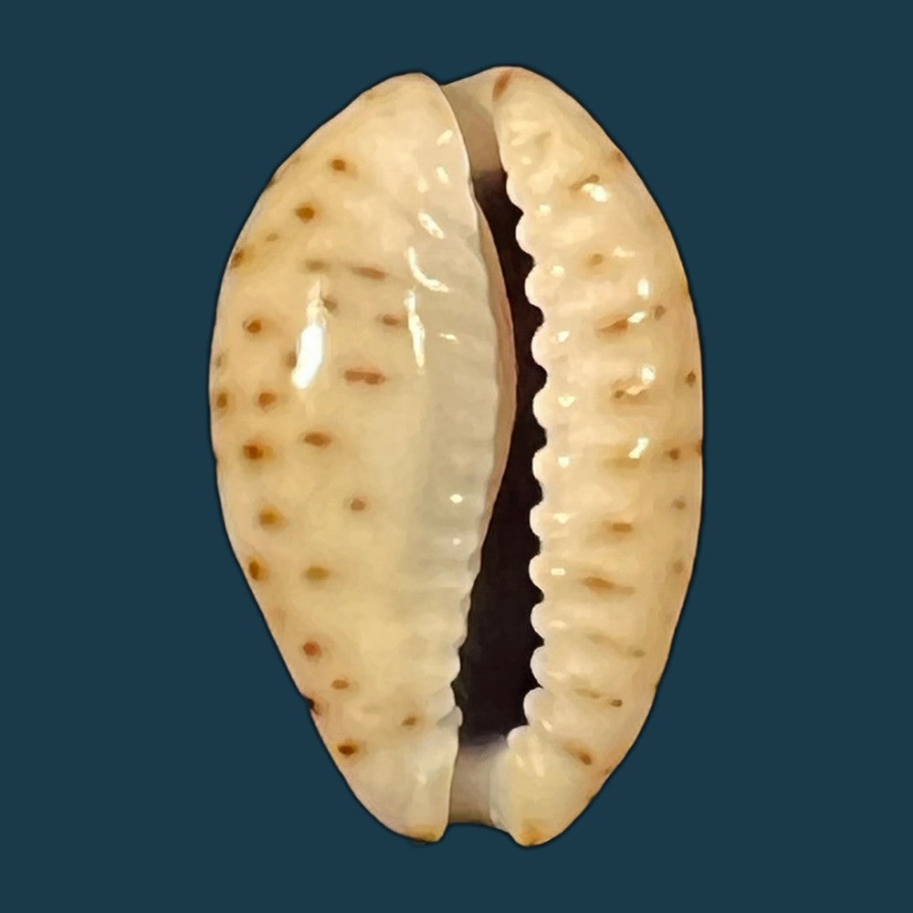 naria-nebrites-melvill-1888-18-7mm-copia